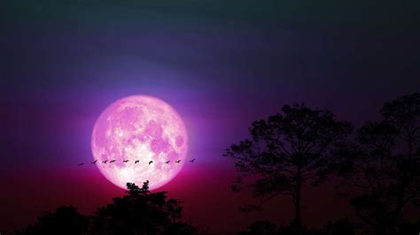 pink moon 2025